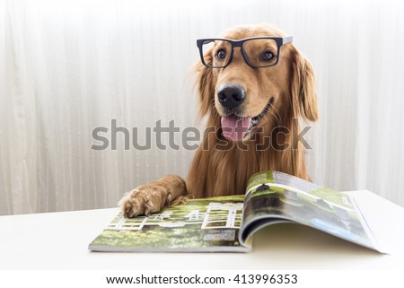 golden retriever wearing glasses book stock images royalty free images vectors golden retriever wearing glasses book stock images royalty free images vectors