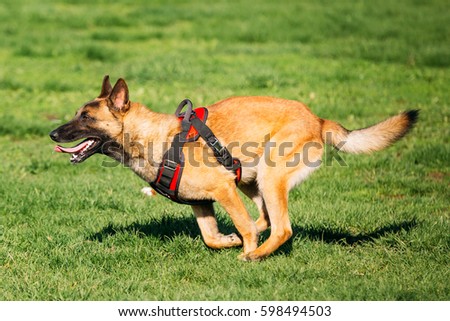 belgian shepherd malinois training belgian malinois stock images royalty free images u0026 vectors belgian shepherd malinois training belgian malinois stock images royalty free images u0026 vectors