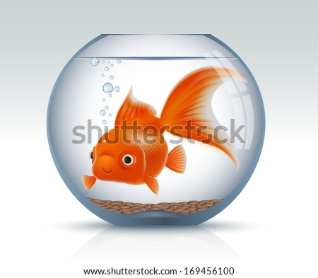 Goldenfish in aquarium