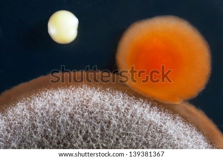 Is aspergillus single or multicellular