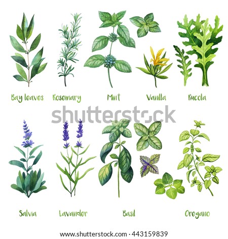 Herbs Watercolor Illustration Bay Leaves Rosemary Stock Illustration ...