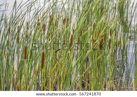Monocotyledonous Stock Photos Royalty-Free Images Vectors 