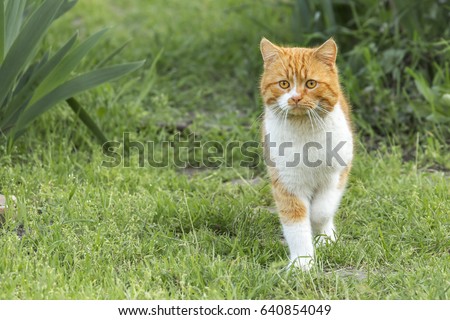 Domestic Cat Garden Stock Photo 640854049 - Shutterstock