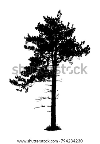 Pine Tree Silhouette Vector Illustration Isolated Stock Vector
