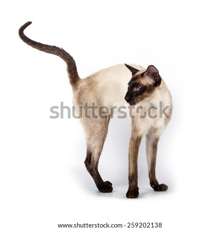 Siamese Stock Photos, Images, & Pictures | Shutterstock