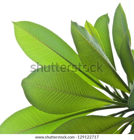 Plumeria Tree Stock Images, Royalty-Free Images & Vectors | Shutterstock