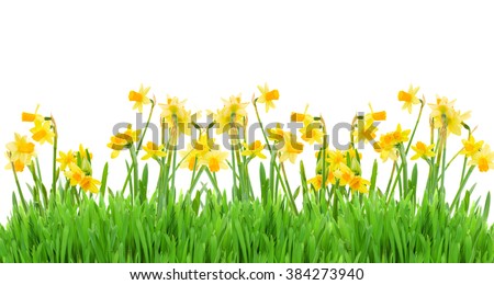 Daffodil Border Stock Images, Royalty-Free Images & Vectors | Shutterstock