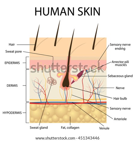 human skin layers stock images royalty free images vectors illustration human skin hair anatomy stock vector 451343446 human skin layers stock images royalty free images vectors illustration human skin hair anatomy stock vector 451343446