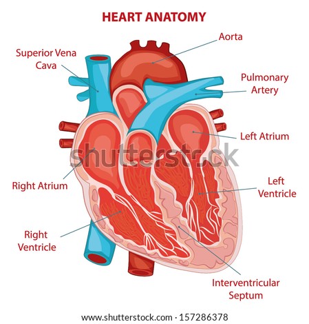 Human Heart Stock Images, Royalty-Free Images & Vectors | Shutterstock
