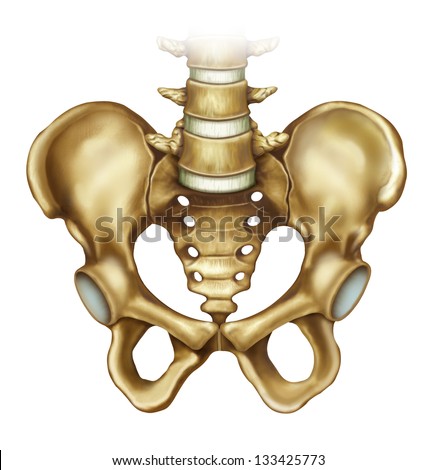 Axial Skeleton Stock Images, Royalty-Free Images & Vectors | Shutterstock