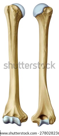 View Front Side Human Humerus Stock Illustration 278028236 - Shutterstock