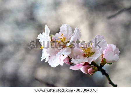 Blossoming almond flowers in springtime after rain. Almond flowers