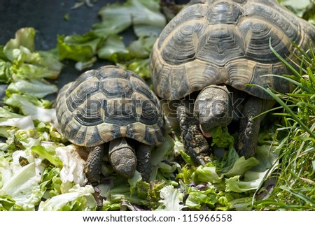 Download Baby Turtle Stock Images, Royalty-Free Images & Vectors ...