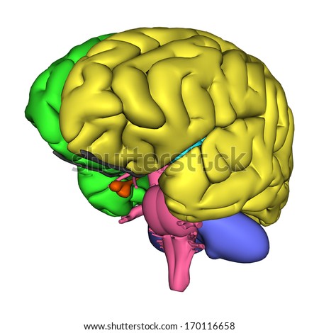 Human Brain Diagram Stock Photos, Images, & Pictures | Shutterstock