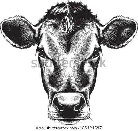 cow head stock images royalty free images amp vectors cow head stock images royalty free images amp vectors