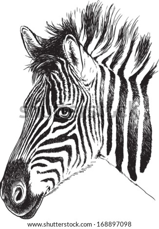 draw head zebra cartoon to how Vectors & Royalty Stock Free Face Zebra Images Images,