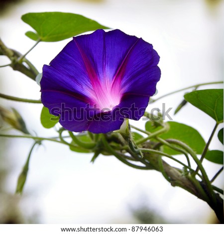 Morning glory Stock Photos, Images, & Pictures | Shutterstock