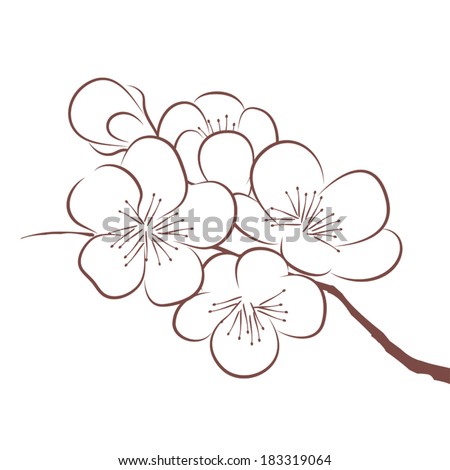 Spring cherry blossom