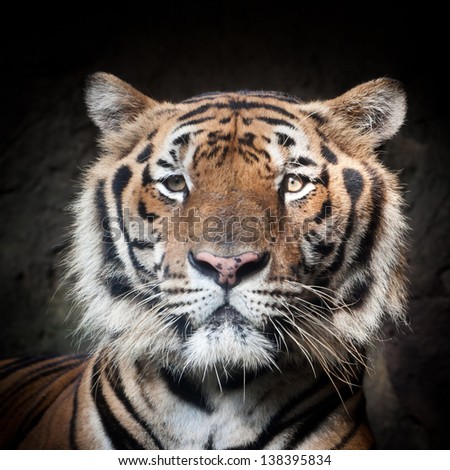 Tiger Face Stock Photos, Images, & Pictures | Shutterstock