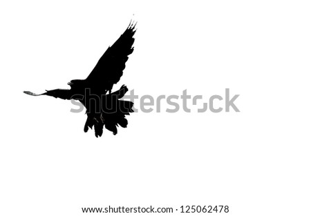 Crows Flying Stock Photos, Images, & Pictures | Shutterstock
