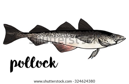stock-vector-pollock-vector-illustration-of-fish-on-on-a-white-background-324624380.jpg