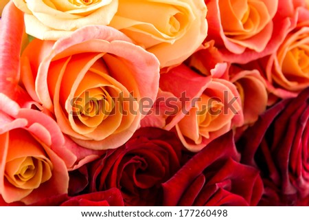 Background Coral Roses Stock Photo 7918186 - Shutterstock