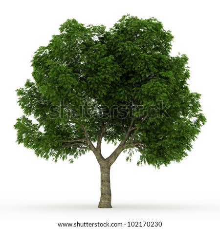 Buckeye Tree Stock Images, Royalty-Free Images & Vectors | Shutterstock