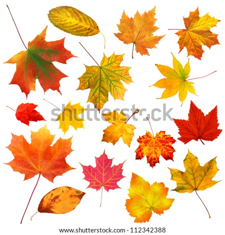 collection beautiful colorful autumn leaves isolated on white background