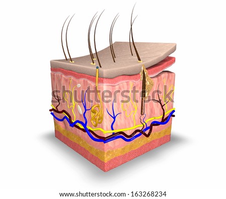 Skin Layers Consist Two Layers Superficial Stock Illustration 164345087 ...