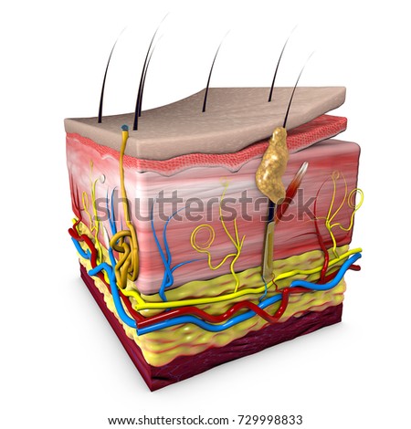 epidermis stock photo images 1 157 epidermis royalty free images and photography available to human skin layers stock images royalty free images vectors epidermis stock photo images 1 157 epidermis royalty free images and photography available to human skin layers stock images royalty free images vectors