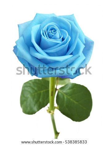 Blue Rose Stock Images, Royalty-Free Images & Vectors | Shutterstock
