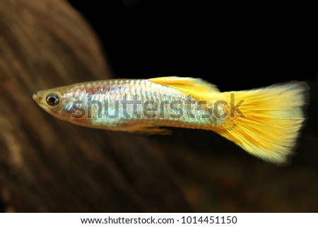 Guppy Stock Images, Royalty-Free Images & Vectors | Shutterstock