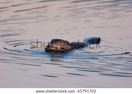 American beaver diet