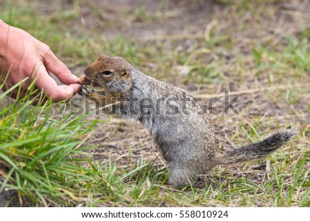 Arctic Ground Squirrel Diet - Mandy Miller