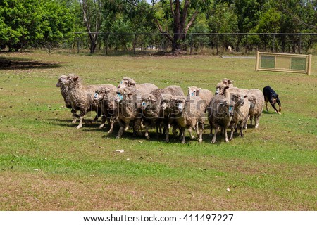 australian shepherd herding sheep sheep dog stock images royalty free images u0026 vectors shutterstock australian shepherd herding sheep sheep dog stock images royalty free images u0026 vectors shutterstock