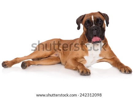 Dog Lying Down Stock Photos, Images, & Pictures | Shutterstock