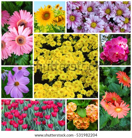Colourful Collage Flowers Their Names Stock Photo 91195865 - Shutterstock