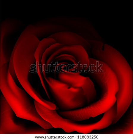 Rose flower isolated on black - stock vector