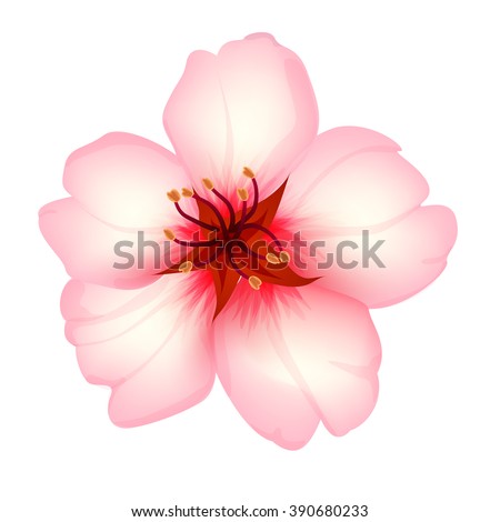 Almond flower isolated