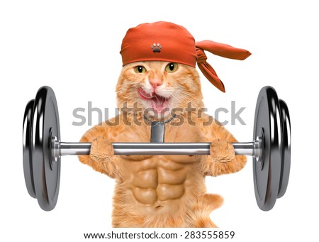 Fitness Cat Lifting Heavy Big Dumbbell Stock Photo (Edit Now) 283555859 - Shutterstock