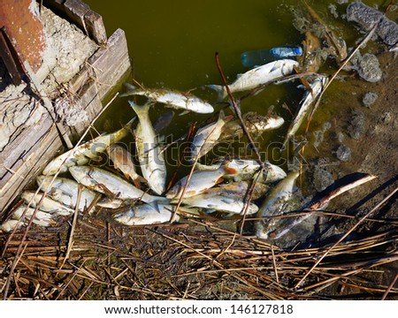 Dead fish in dirty water
