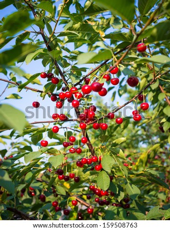 cherry tree branch sweet cherry tree stock images royalty free images vectors cherry tree branch sweet cherry tree stock images royalty free images vectors