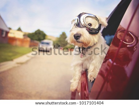 https://thumb1.shutterstock.com/display_pic_with_logo/79405/1017101404/stock-photo-west-highland-white-terrier-with-goggles-on-riding-in-a-car-with-the-window-down-through-an-urban-1017101404.jpg