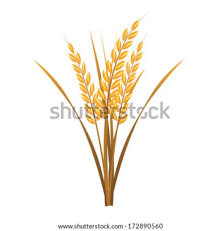 Rice on white background