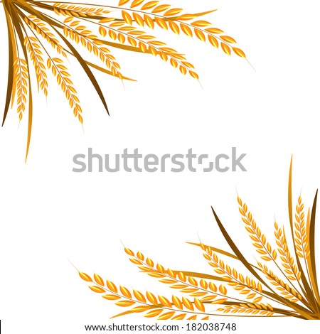 Rice on white background