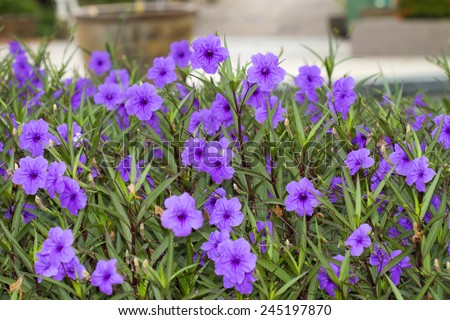 Acanthaceae Banque d'Image Libre de Droit Photos Vecteurs et 