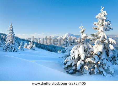 winter rime and snow covered Christmas fir trees on mountainside (Carpathian Mountains, Ukraine)