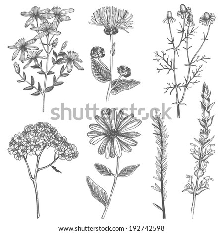 Vector Collection Hand Drawn Spices Herbs Stock Vector 331624412 ...