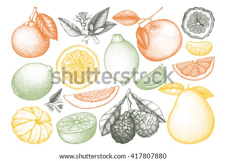 Vintage vector Ink hand drawn collection of citrus fruits isolated on white background. Sketched illustration of highly detailed exotic plants outlines