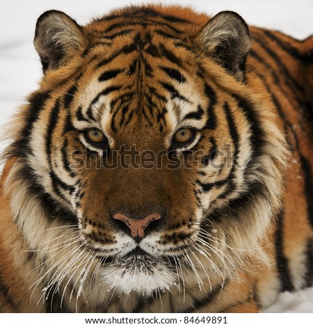 Tiger head Stock Photos, Images, & Pictures | Shutterstock